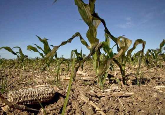 La Provincia declaró la Emergencia Agropecuaria para 4 distritos de la Cuarta