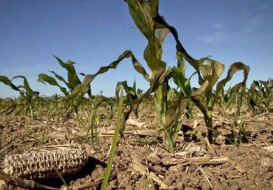 Mañana vence el plazo para que municipios de la Cuarta presenten la documentación si quieren ser declarados en emergencia agropecuaria