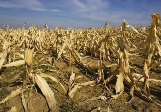 Cinco distritos de la Cuarta sección electoral entre los municipios beneficiados con la extensión de la Emergencia Agropecuaria por sequía