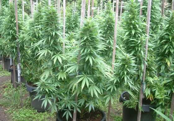  Ponen la mirada en el cannabis medicinal