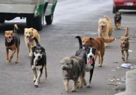  La comuna busca hacer frente a los perros callejeros