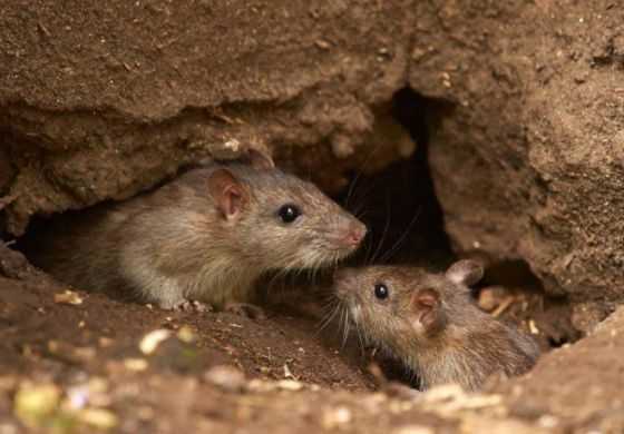  La comuna aclaró que no hay hantavirus