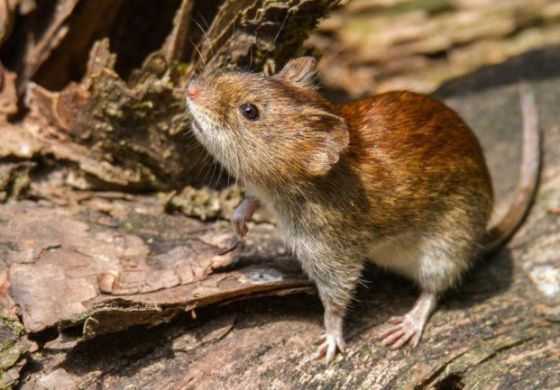  Refuerzan la prevención ante temor por el hantavirus
