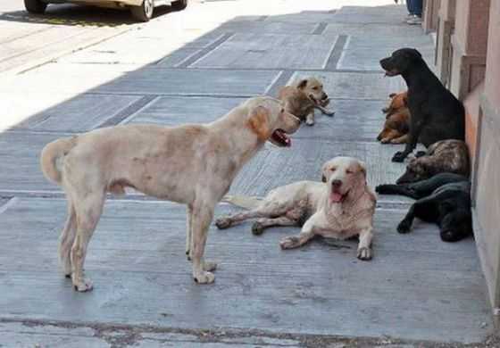  El municipio vuelve a la carga contra los perros callejeros