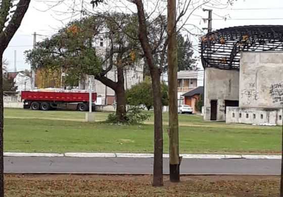  Nunca serán gigantes las hormigas