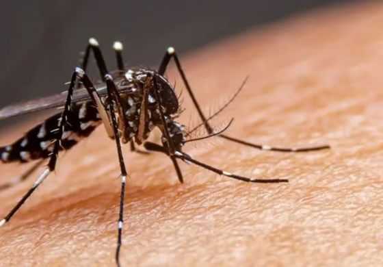 La Provincia inicia tareas de prevención del dengue en dos municipios de la Cuarta Sección