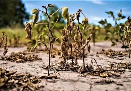 Carlos Tejedor y General Villegas beneficiadas por una nueva Emergencia Agropecuaria contra la sequía