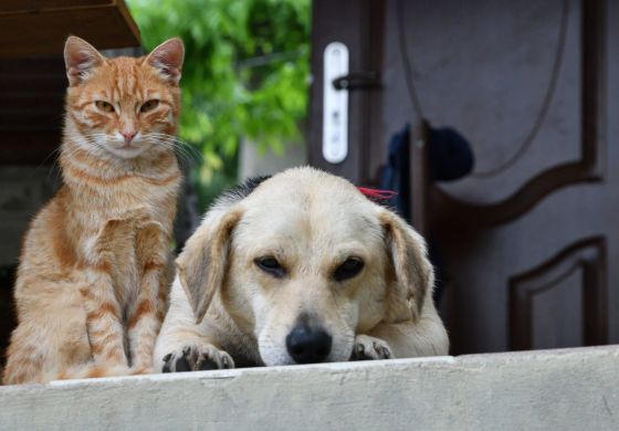 Intendente de la Cuarta mandó a contar cuántos perros y gatos hay en el distrito