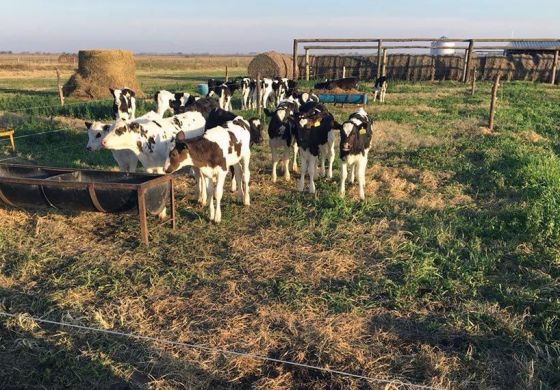 Lecheros de la Cuarta y la región en alerta: "La rentabilidad de los tambos no paró de caer"