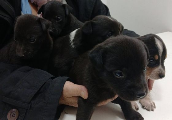 Alarma en la Cuarta por abandono de cachorros: dejaron 35 perros en un basural en los últimos meses