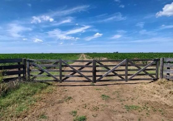 Tierras: cuántas hectáreas están en manos extranjeras en la Cuarta